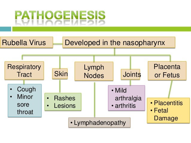 Rubell ppt pathophysiology of measles diagram 