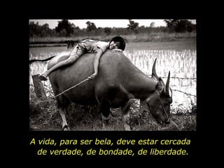 A vida, para ser bela, deve estar cercada
de verdade, de bondade, de liberdade.
 