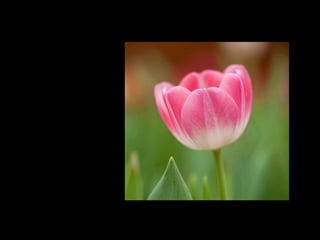 A beleza acontece
quando a eternidade
toca o tempo.
Rubem Alves
 