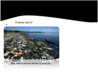 É bonito não é?Mas esta a morrer devido à poluição…