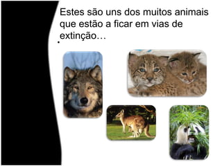 Estes são uns dos muitos animais que estão a ficar em vias de extinção…