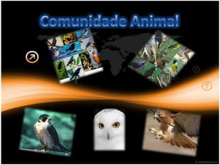 Comunidade Animal