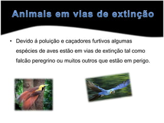 Animais em vias de extinçãoDevido á poluição e caçadores furtivos algumas espécies de aves estão em vias de extinção tal como falcão peregrino ou muitos outros que estão em perigo.