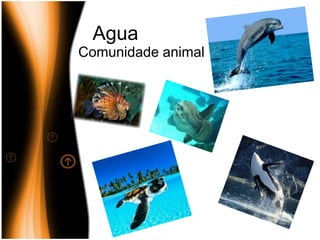 AguaComunidade animal