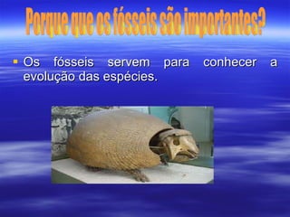 Os fósseis servem para conhecer a evolução das espécies.  Porque que os fósseis são importantes? 
