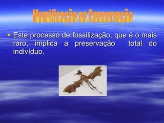 Este processo de fossilização, que é o mais raro, implica a preservação  total do indivíduo. Mumificação ou Conservação 