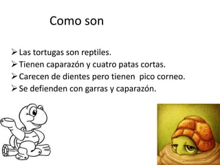 Como son
Las tortugas son reptiles.
Tienen caparazón y cuatro patas cortas.
Carecen de dientes pero tienen pico corneo.
Se defienden con garras y caparazón.