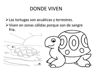 DONDE VIVEN
Las tortugas son acuáticas y terrestres.
Viven en zonas cálidas porque son de sangre
fria.
