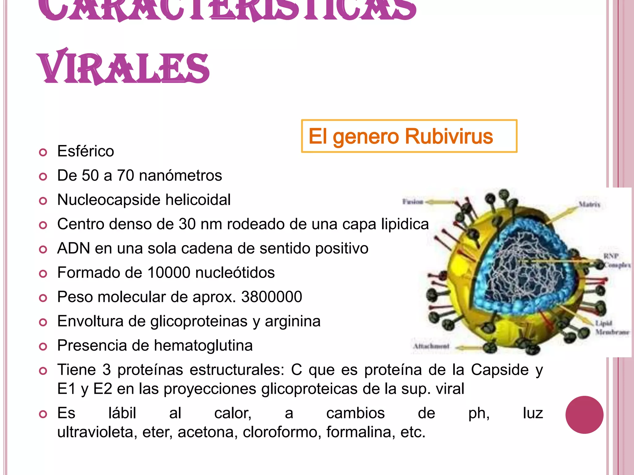 Fruth Rubeola Rubeola | PPTX