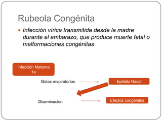 Rubeola Congénita
 Infección vírica transmitida desde la madre
  durante el embarazo, que produce muerte fetal o
  malformaciones congénitas


Infección Materna
        1a

            Gotas respiratorias       Epitelio Nasal




           Diseminacion            Efectos congénitos
 