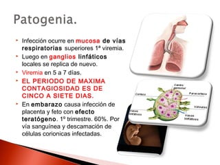  Infección ocurre en mucosa de vías 
respiratorias superiores 1ª viremia. 
 Luego en ganglios linfáticos 
locales se replica de nuevo. 
 Viremia en 5 a 7 días. 
 EL PERIODO DE MAXIMA 
CONTAGIOSIDAD ES DE 
CINCO A SIETE DIAS. 
 En embarazo causa infección de 
placenta y feto con efecto 
teratógeno. 1º trimestre. 60%. Por 
vía sanguínea y descamación de 
células corionicas infectadas. 
 