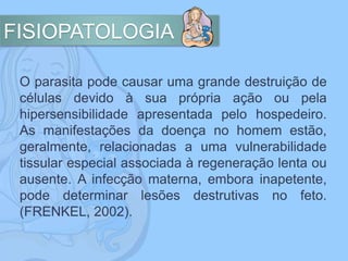 FISIOPATOLOGIA
O parasita pode causar uma grande destruição de
células devido à sua própria ação ou pela
hipersensibilidade apresentada pelo hospedeiro.
As manifestações da doença no homem estão,
geralmente, relacionadas a uma vulnerabilidade
tissular especial associada à regeneração lenta ou
ausente. A infecção materna, embora inapetente,
pode determinar lesões destrutivas no feto.
(FRENKEL, 2002).
 