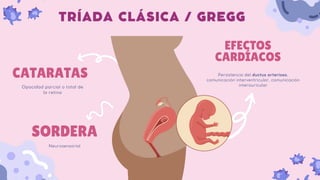 EFECTOS
CARDÍACOS
Persistencia del ductus arterioso,
comunicación interventricular, comunicación
interauricular
TRÍADA CLÁSICA / GREGG
CATARATAS
Opacidad parcial o total de
la retina
SORDERA
Neurosensorial
 