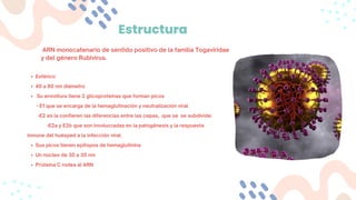 Estructura
ARN monocatenario de sentido positivo de la familia Togaviridae
y del género Rubivirus.
Esférico
40 a 80 nm diámetro
Su envoltura tiene 2 glicoproteínas que forman picos
Sus picos tienen epítopos de hemaglutinina
Un núcleo de 30 a 35 nm
Proteína C rodea al ARN
- E1 que se encarga de la hemaglutinación y neutralización viral
-E2 es la confieren las diferencias entre las cepas, que se se subdivide:
-E2a y E2b que son involucradas en la patogénesis y la respuesta
inmune del huésped a la infección viral.
 