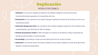 Replicación
Adhesión: El virus de la rubéola se adhiere a las células huésped a través de los picos
transmembranales expuestos en la superficie del virus
Penetración: El virus penetra en la célula huésped mediante la fusión de la envoltura viral con la
membrana celular
Liberación del genoma viral: Una vez dentro de la célula huésped, el genoma viral se libera de la
nucleocápside y se transcribe en ARN mensajero
Síntesis de proteínas virales: El ARN mensajero se traduce en proteínas virales, incluyendo las
proteínas estructurales y no estructurales
Ensamblaje: Las proteínas virales se ensamblan para formar nuevos viriones
Liberación: Los viriones recién formados se liberan de la célula huésped a través de la gemación
desde la membrana plasmática
1.
2.
3.
4.
5.
6.
INTRACITOPLÁSMICA
 