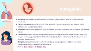 Patogenia
Multiplicación viral: En la mucosa respiratoria y los ganglios cervicales, de donde llega a la
circulación
Efecto citolítico: Además de inhibitorio de la mitosis celular, lo que explica la génesis de las
malformaciones, además del daño
Síntomas: Adenopatías, exantema y, en ocasiones, síntomas generales que en general son leves y
breves
Transmisión: El virus se disemina a través de gotas respiratorias entre contactos cercanos o del
aire, los pacientes pueden transmitir la infección desde 7 días antes hasta 15 días después de la
aparición del exantema
Complicaciones: Puede provocar la rubéola congénita, que genera múltiples anomalías
congénitas en el feto llevando hasta la muerte.
Período de incubación de 12 a 23 días
 