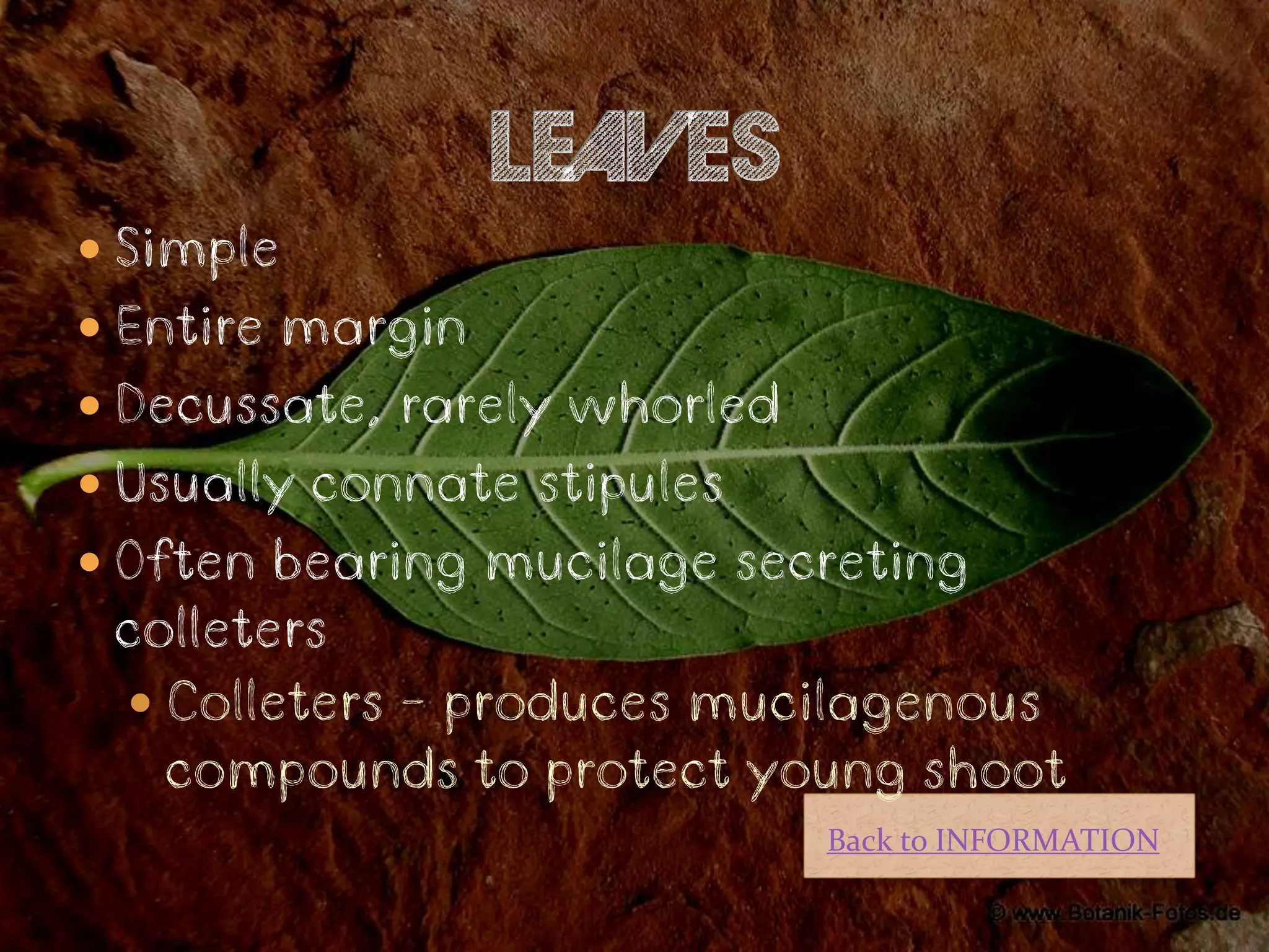  Simple
 Entire margin
 Decussate, rarely whorled
 Usually connate stipules
 Often bearing mucilage secreting
 colleters
  Colleters – produces mucilagenous
   compounds to protect young shoot
                              Back to INFORMATION
 