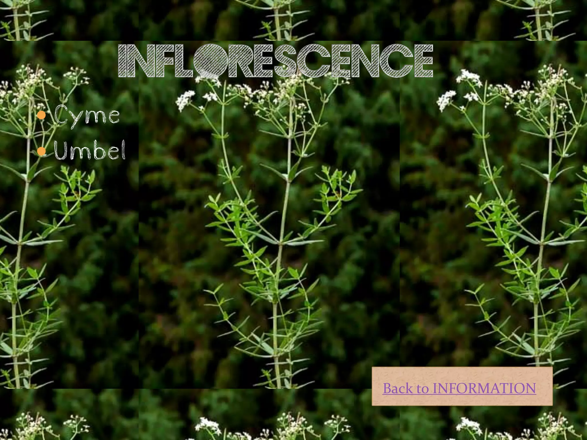  Cyme
 Umbel




          Back to INFORMATION
 