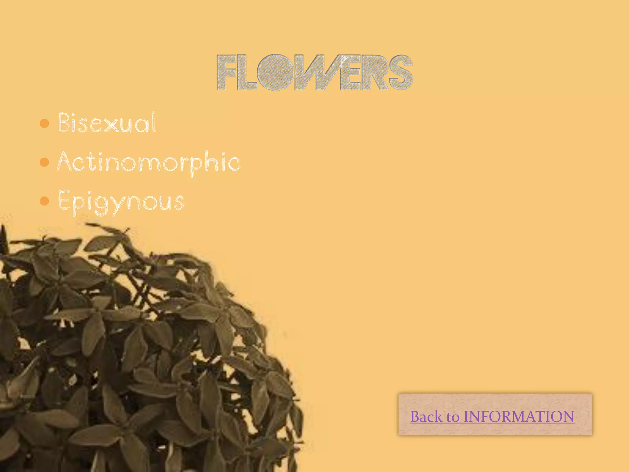  Bisexual
 Actinomorphic
 Epigynous




                  Back to INFORMATION
 