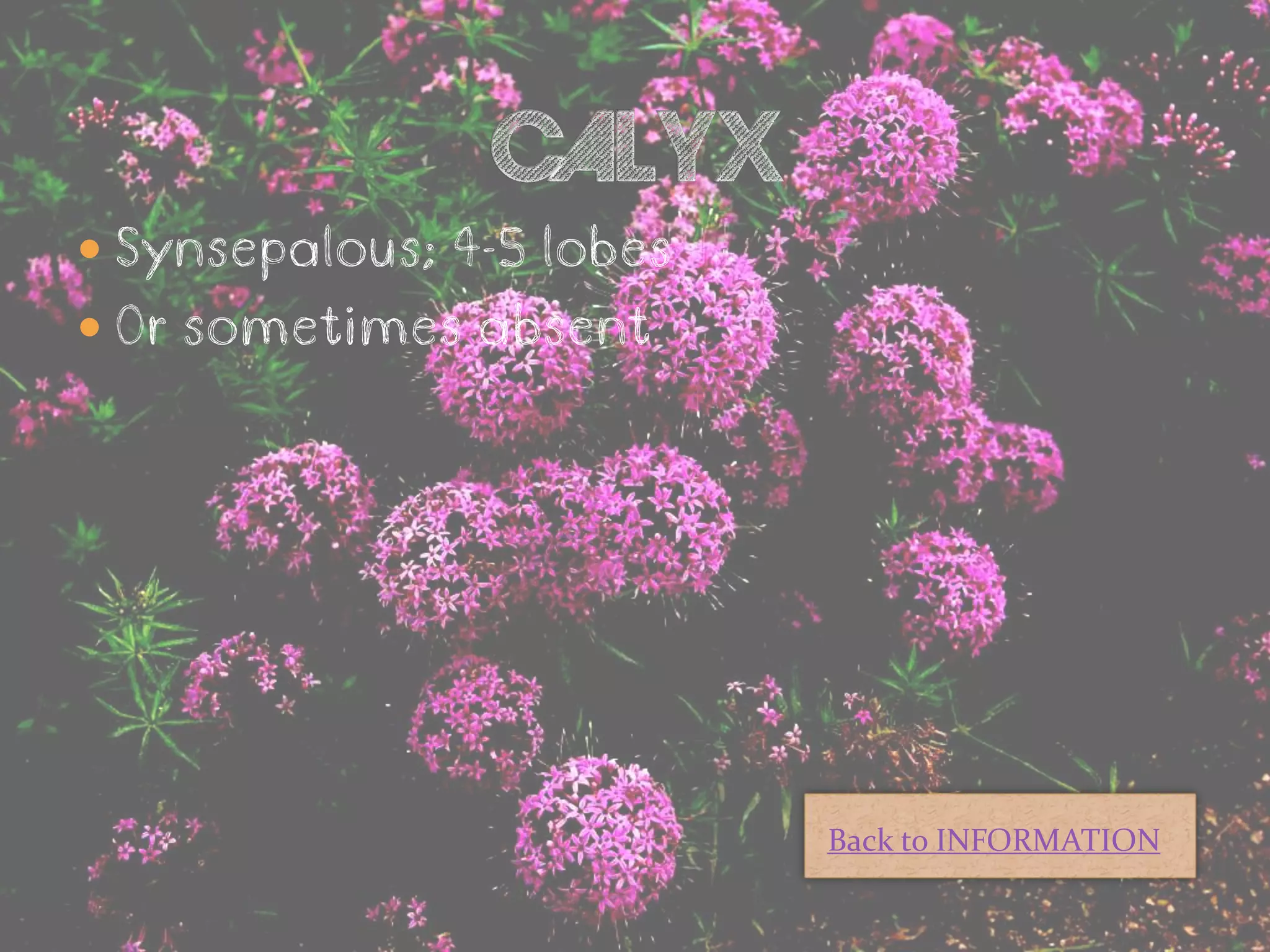  Synsepalous; 4-5 lobes
 Or sometimes absent




                           Back to INFORMATION
 