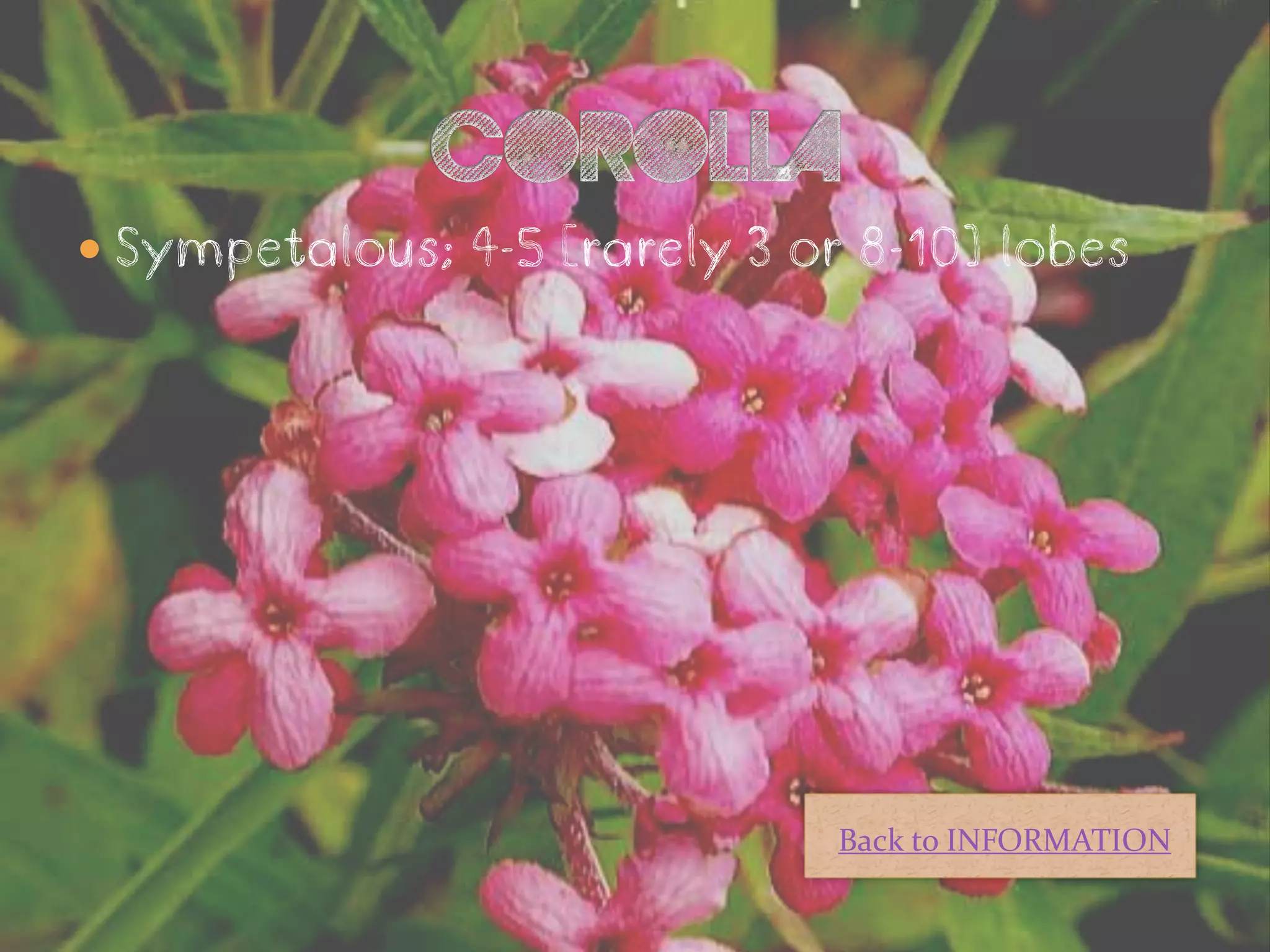  Sympetalous; 4-5 [rarely 3 or 8-10] lobes




                               Back to INFORMATION
 