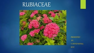 RUBIACEAE
PRESENTED
BY
V.NIVEDHITHA
BDU
 