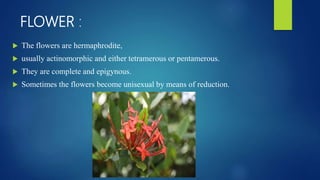 FLOWER :
 The flowers are hermaphrodite,
 usually actinomorphic and either tetramerous or pentamerous.
 They are complete and epigynous.
 Sometimes the flowers become unisexual by means of reduction.
 