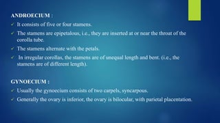 ANDROECIUM :
 It consists of five or four stamens.
 The stamens are epipetalous, i.e., they are inserted at or near the throat of the
corolla tube.
 The stamens alternate with the petals.
 In irregular corollas, the stamens are of unequal length and bent. (i.e., the
stamens are of different length).
GYNOECIUM :
 Usually the gynoecium consists of two carpels, syncarpous.
 Generally the ovary is inferior, the ovary is bilocular, with parietal placentation.
 