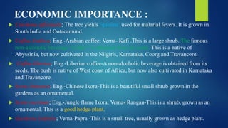 ECONOMIC IMPORTANCE :
 Cinchona officinalis; The tree yields ‘quinine’ used for malarial fevers. It is grown in
South India and Ootacamund.
 Coffea Arabica; Eng.-Arabian coffee; Verna- Kafi .This is a large shrub. The famous
non-alcoholic beverage “coffee” is obtained from its seeds. This is a native of
Abyssinia, but now cultivated in the Nilgiris, Karnataka, Coorg and Travancore.
 Coffea liberica; Eng.-Liberian coffee-A non-alcoholic beverage is obtained from its
seeds. The bush is native of West coast of Africa, but now also cultivated in Karnataka
and Travancore.
 Ixora chinensis; Eng.-Chinese Ixora-This is a beautiful small shrub grown in the
gardens as an ornamental.
 Ixora coccinea; Eng.-Jungle flame Ixora; Verna- Rangan-This is a shrub, grown as an
ornamental. This is a good hedge plant.
 Gardenia latifolia; Verna-Papra -This is a small tree, usually grown as hedge plant.
 