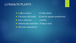 COMMON PLANTS :
 Coffea arabica (Coffee plant)
 Cinchona officinalis (Used for quinine production)
 Ixora chinensis (vetchi)
 Oldenlandia umbellate (Chaaya root)
 Morinda angustifolia
 