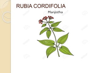 RUBIA CORDIFOLIA
 
