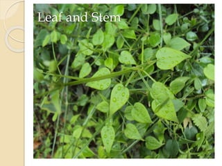 Leaf and Stem
 