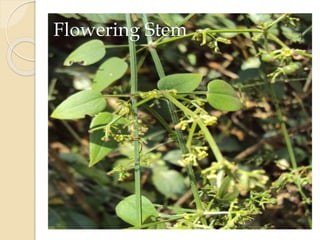 Flowering Stem
 