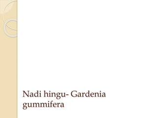 Nadi hingu- Gardenia
gummifera
 
