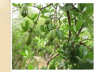 Fruit
 