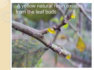 A yellow natural resin exudes
from the leaf buds
 