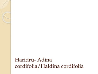 Haridru- Adina
cordifolia/Haldina cordifolia
 