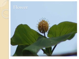 Flower
 