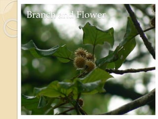 Branch and Flower
 