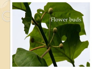 Flower buds
 