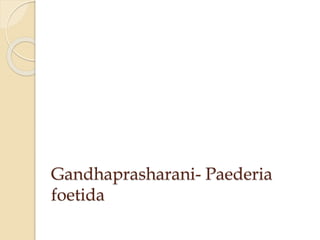 Gandhaprasharani- Paederia
foetida
 