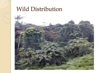 Wild Distribution
 