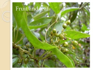 Fruit and leaf
 