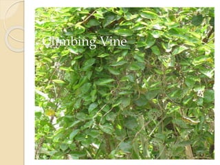 Climbing Vine
 