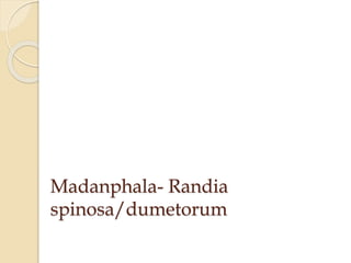 Madanphala- Randia
spinosa/dumetorum
 