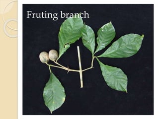 Fruting branch
 