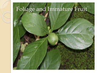 Foliage and Immature Fruit
 