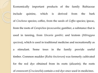 Economically important products of the family Rubiaceae
include quinine, which is derived from the bark
of Cinchona species; coffee, from the seeds of Coffea species; ipecac,
from the roots of Carapichea ipecacuanha; gambier, a substance that is
used in tanning, from Uncaria gambir; and kratom (Mitragyna
speciosa), which is used in traditional medicine and recreationally as
a stimulant. Some trees in the family provide useful
timber. Common madder (Rubia tinctorum) was formerly cultivated
for the red dye obtained from its roots (alizarin); the roots
of crosswort (Crucianella) contain a red dye once used in medicines.
 