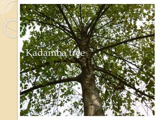 Kadamba tree
 