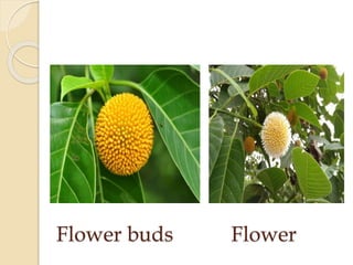Flower buds Flower
 